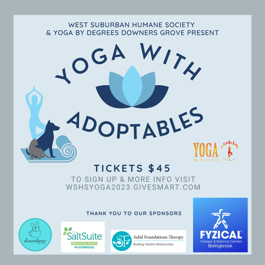 2023 Adoptables Yoga social media square 1
