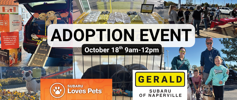 Subaru Adoption Event