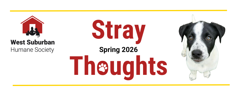 Stray Thoughts Spring 2026