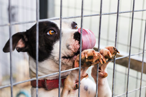 Crate Training WSHS
