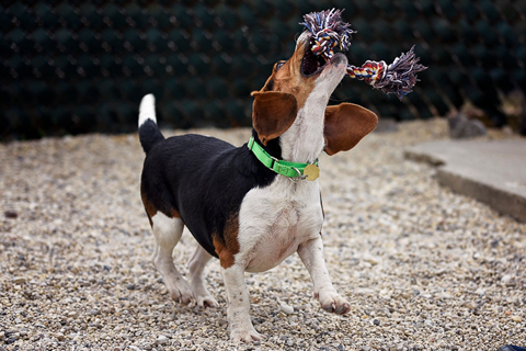 Housebreaking dogs best sale