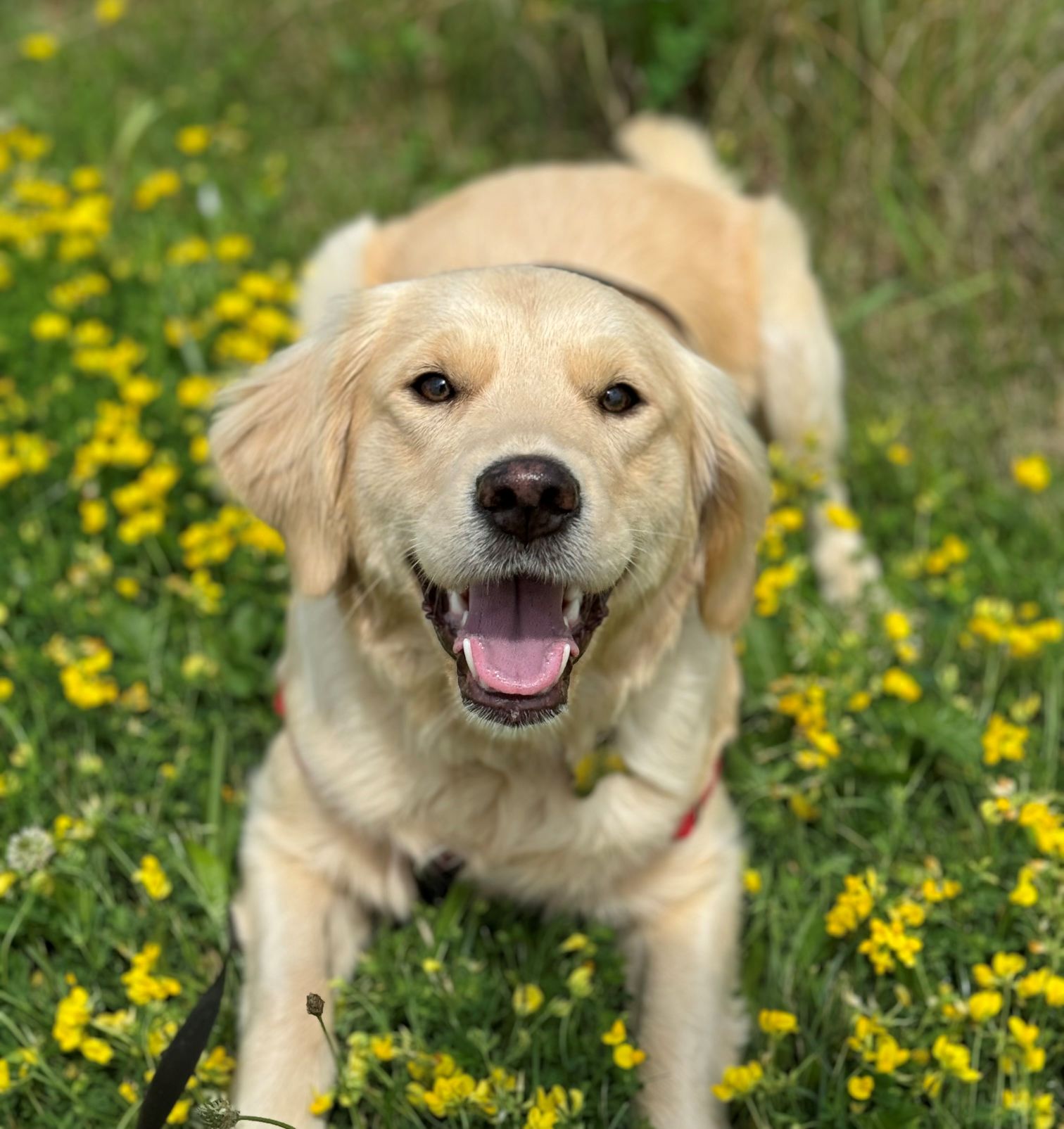 Piper pic