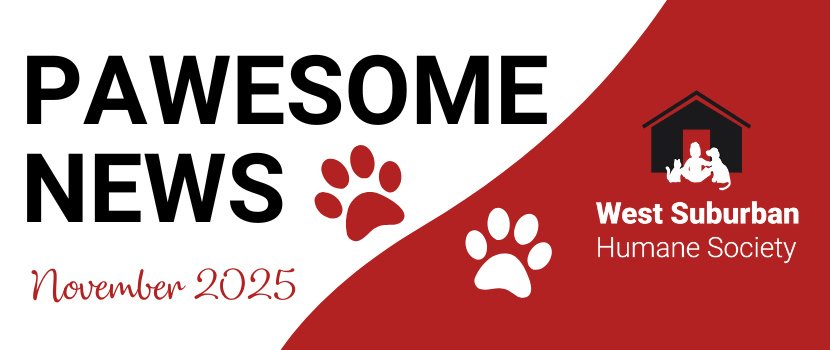 Pawesome News - November 2025