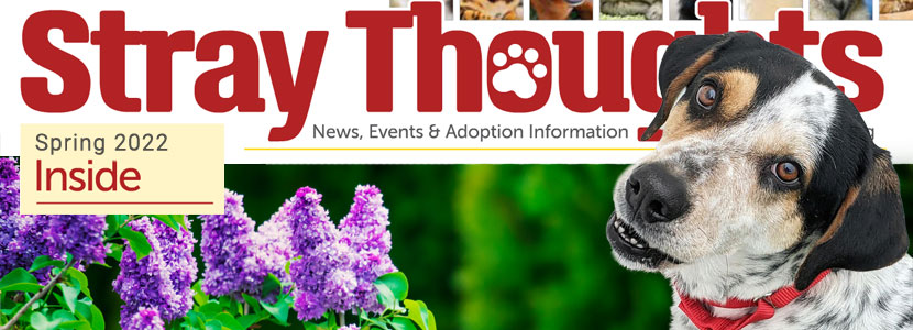 Spring 2022 Stray Thoughts Newsletter  (2)